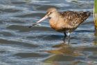 godwit_270815l.jpg