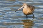 godwit_270815m.jpg