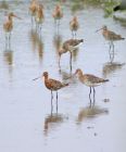 godwits_2105i.jpg