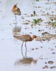 godwits_2105j.jpg