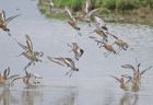 godwits_2105k.jpg