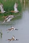 godwits_2105l.jpg