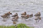 Filename=godwits_2605a.jpg
Filesize=160KB
Dimensions=800x532
Date added=Aug 20, 2008 godwits_2605a.jpg