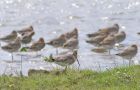Filename=godwits_2605b.jpg
Filesize=157KB
Dimensions=800x518
Date added=Aug 20, 2008 godwits_2605b.jpg