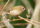 goldcrest_070309a.jpg