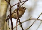 goldcrest_070309c.jpg