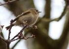 goldcrest_100409a.jpg