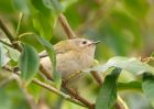 goldcrest_140309f.jpg