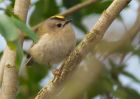 goldcrest_140309h.jpg