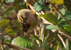 Filename=goldcrest_140309i.jpg
Filesize=173KB
Dimensions=800x572
Date added=Mar 15, 2009 goldcrest_140309i.jpg