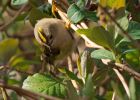 goldcrest_140309i.jpg