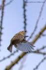 Filename=goldcrest_170312a.jpg
Filesize=161KB
Dimensions=533x800
Date added=Mar 20, 2012 goldcrest_170312a.jpg