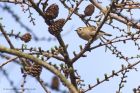 goldcrest_170312c.jpg