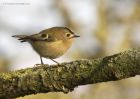 goldcrest_220115a.jpg