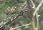 goldcrest_220115c.jpg