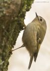 goldcrest_220115f.jpg