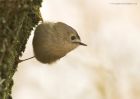 goldcrest_220115h.jpg