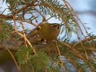 goldcrest_220308c.jpg