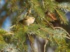 goldcrest_220308e.jpg