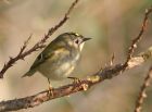 goldcrest_2403a.jpg