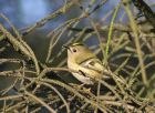 goldcrest_2403c.jpg