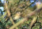 goldcrest_2403d.jpg