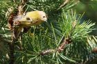 Filename=goldcrest_250316a.jpg
Filesize=288KB
Dimensions=1200x800
Date added=Nov 30, 2016 goldcrest_250316a.jpg