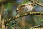 goldcrest_250316b.jpg