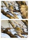 goldcrest_250316f.jpg