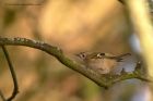 Filename=goldcrest_260113a.jpg
Filesize=163KB
Dimensions=1000x667
Date added=Feb 10, 2013 goldcrest_260113a.jpg