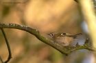 goldcrest_260113a.jpg