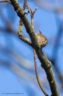 goldcrest_260113b.jpg