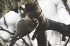 goldcrest_290115a.jpg