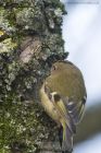 goldcrest_290115f.jpg