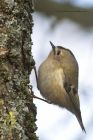 goldcrest_290115i.jpg