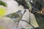 goldcrest_290115j.jpg