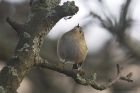 goldcrest_290115l.jpg