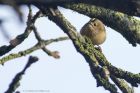 goldcrest_300115b.jpg