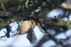 goldcrest_300115c.jpg