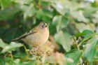 goldcrest_LM_131119a.jpg