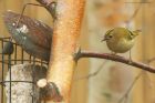 goldcrest_gdn_140221b.jpg