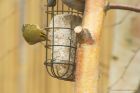 goldcrest_gdn_140221c.jpg