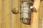 goldcrest_gdn_140221d.jpg