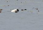 Filename=goldenEye_221009a.jpg
Filesize=166KB
Dimensions=800x571
Date added=Oct 22, 2009 goldenEye_221009a.jpg