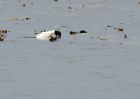 goldenEye_221009a.jpg