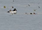 goldenEye_221009b.jpg