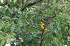 goldenOriole_050611a.jpg