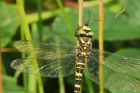Filename=goldenRinged_HB_280723a.jpg
Filesize=1008KB
Dimensions=1300x866
Date added=Aug 28, 2025 goldenRinged_HB_280723a.jpg
