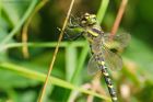 Filename=goldenRinged_HB_280723b.jpg
Filesize=725KB
Dimensions=1300x867
Date added=Aug 28, 2025 goldenRinged_HB_280723b.jpg