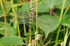 Filename=goldenRinged_HB_280723c.jpg
Filesize=797KB
Dimensions=1300x867
Date added=Aug 28, 2025 goldenRinged_HB_280723c.jpg